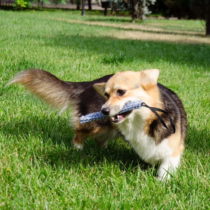 Короткая кусалка из french linen для вельш-корги «Agility Training»